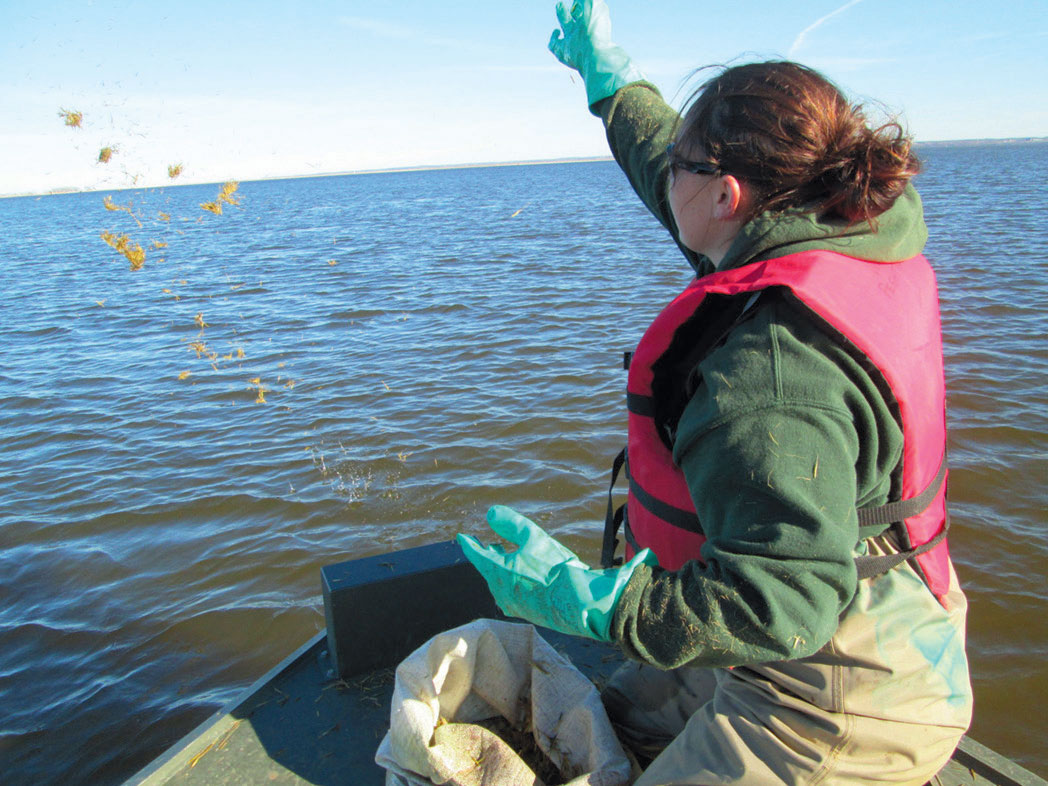 planting wild rice